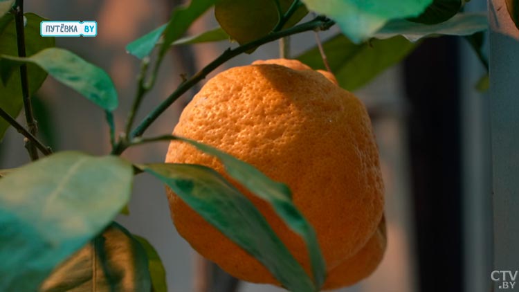 От тропиков до знойной пустыни. Вот какие самые необычные растения есть в Зимнем саду в Бресте