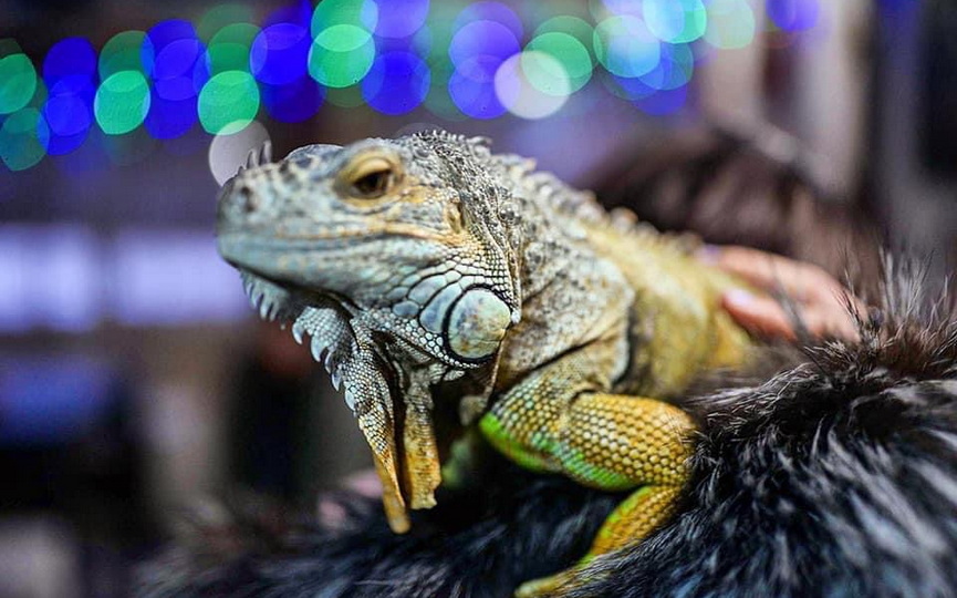 «А дома – дракон в миниатюре». Символ года живет в Барановичском районе