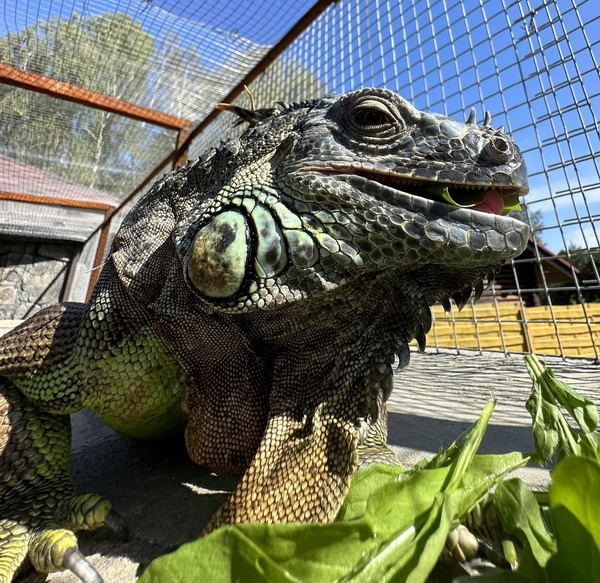 «А дома – дракон в миниатюре». Символ года живет в Барановичском районе