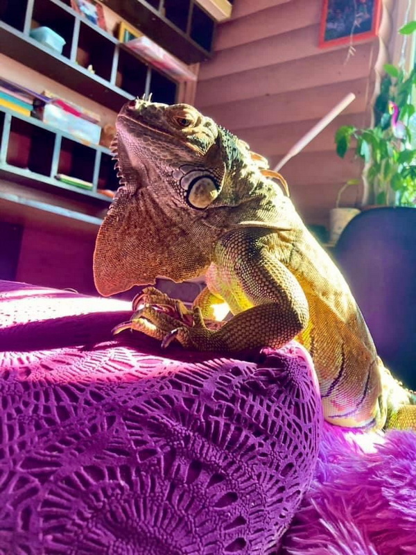 «А дома – дракон в миниатюре». Символ года живет в Барановичском районе