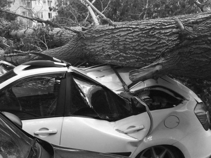 Мужчина сумел получить компенсацию за дерево, упавшее на авто во дворе