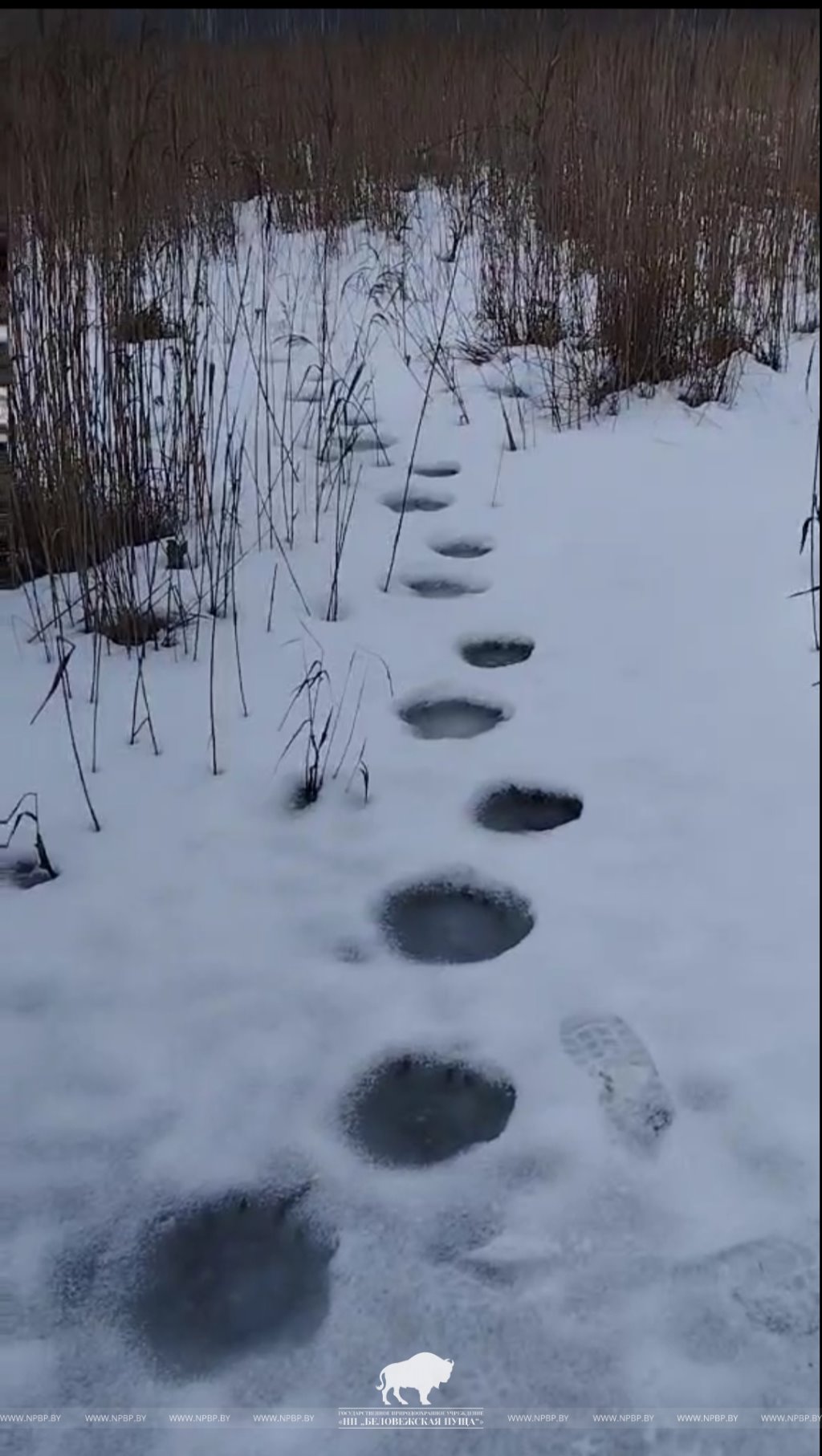 Следы бурого медведя заметили в ГЛХУ «Телеханский лесхоз»
