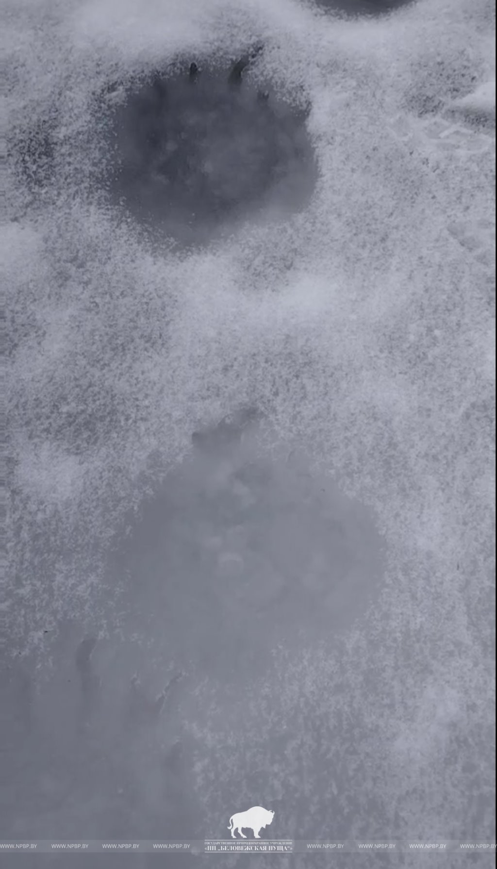 Следы бурого медведя заметили в ГЛХУ «Телеханский лесхоз»