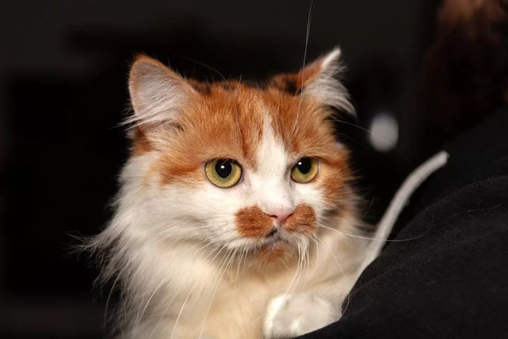 Как избитая экс-хозяйкой кошка смогла оправиться от шока и обрести новый дом