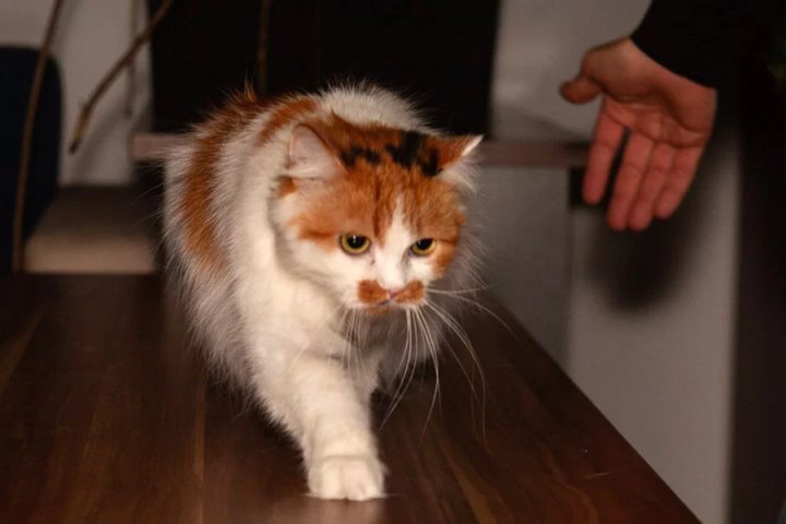 Как избитая экс-хозяйкой кошка смогла оправиться от шока и обрести новый дом