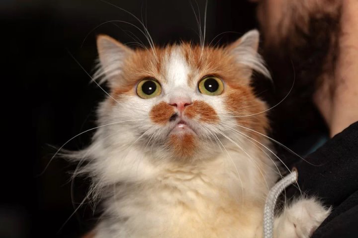 Как избитая экс-хозяйкой кошка смогла оправиться от шока и обрести новый дом