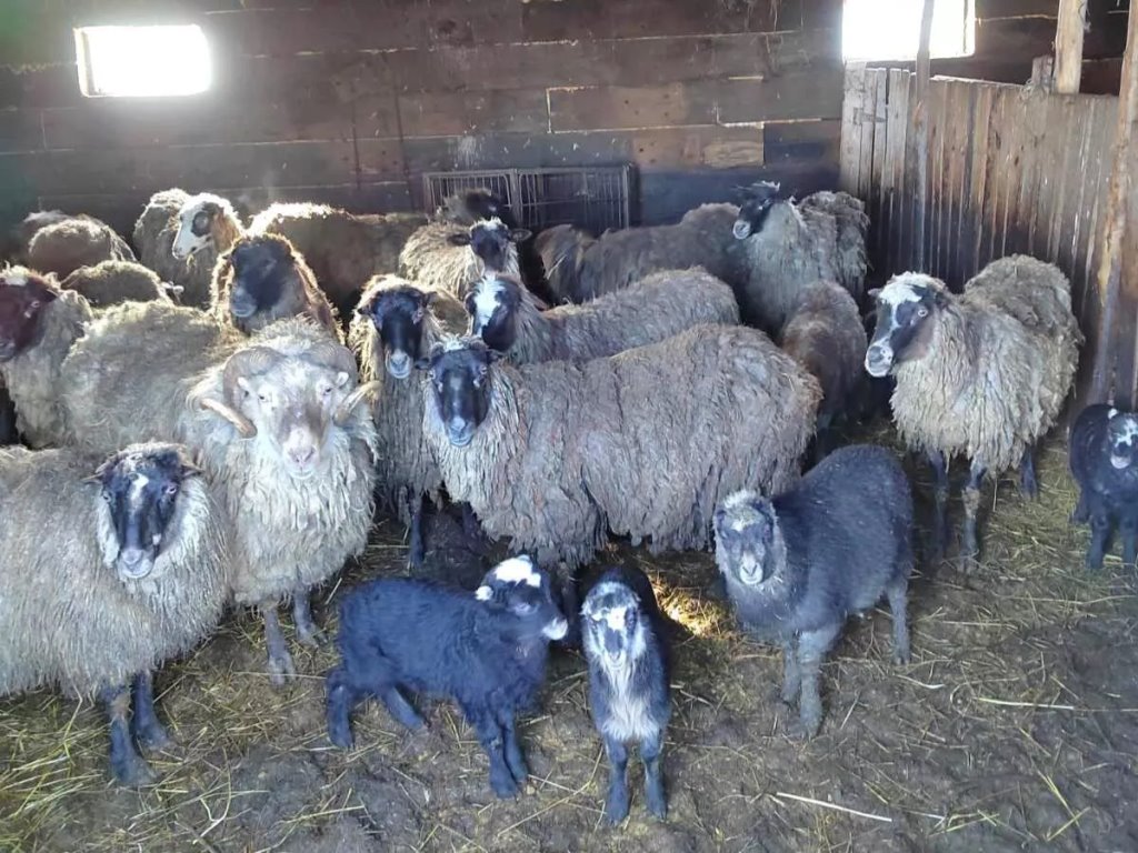 У белорусского фермера арестовали стадо овец за неуплату алиментов