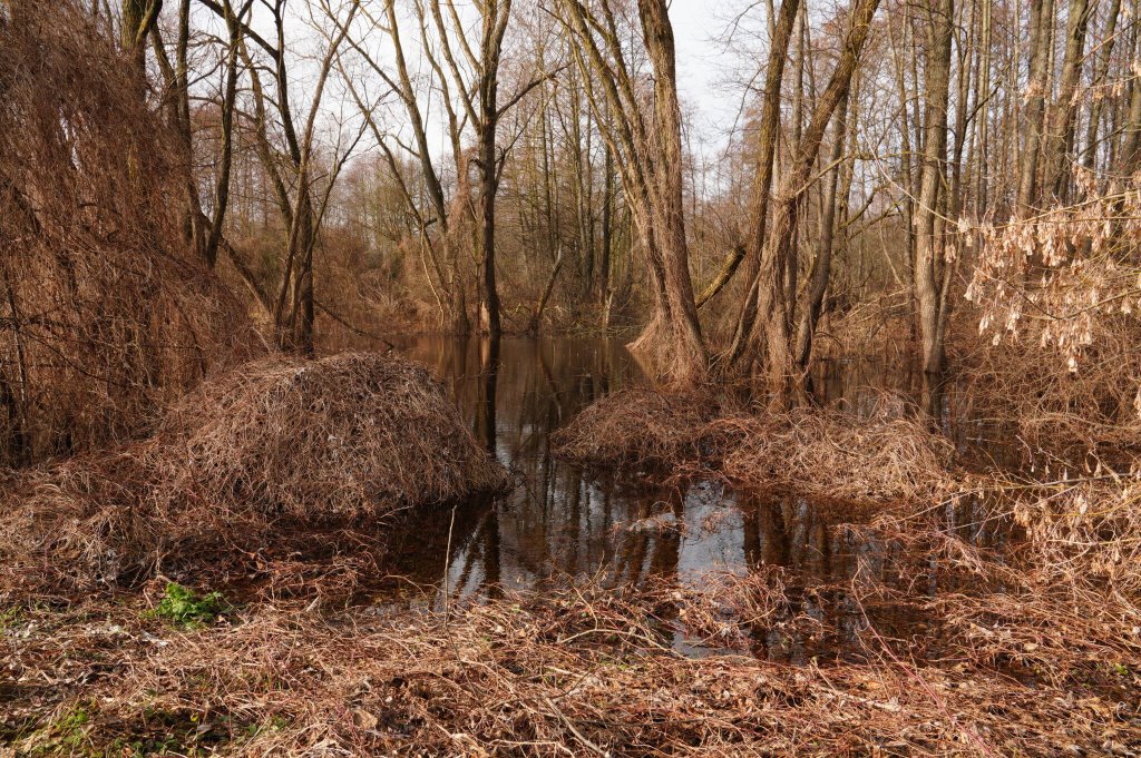 Большая вода. В черте Бреста подтоплен 131 садовый участок