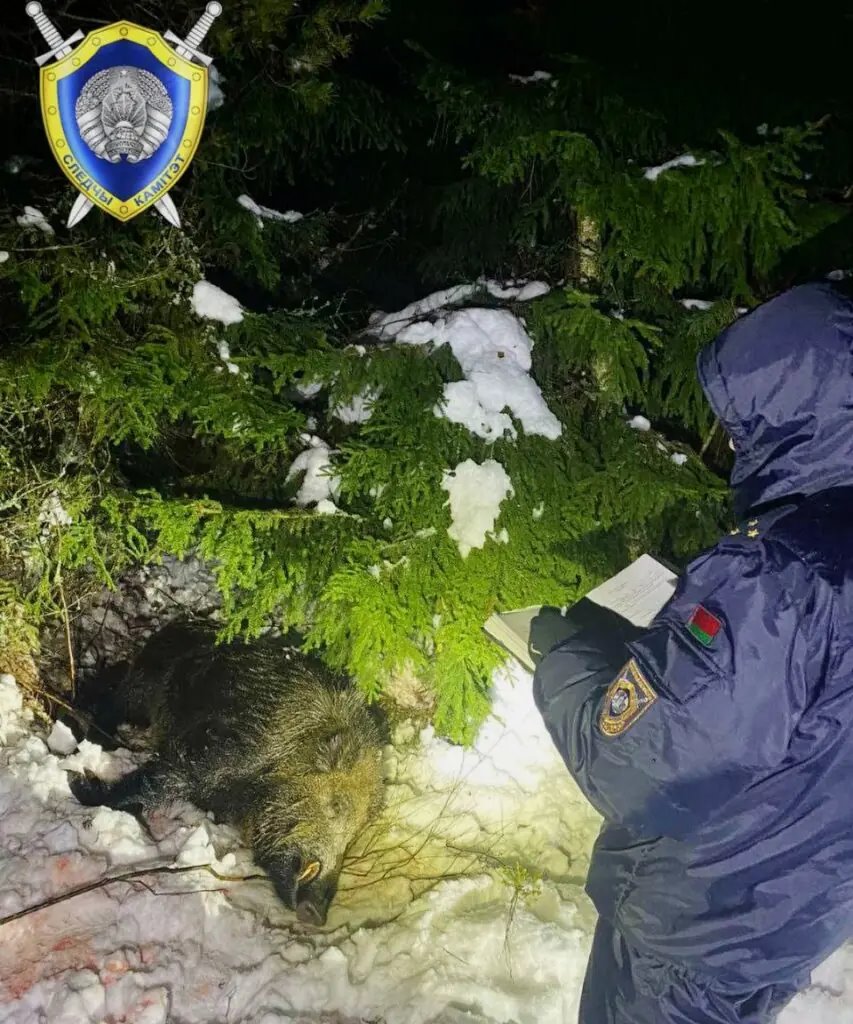 Дикий кабан убил охотника из Минска