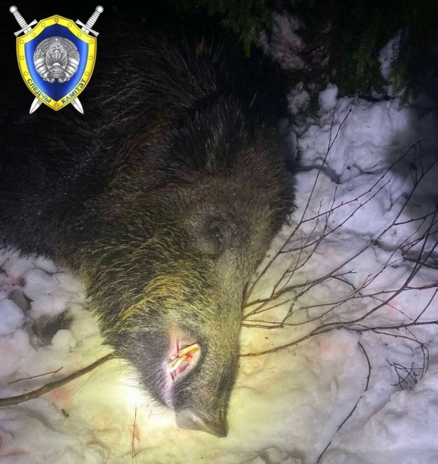 Дикий кабан убил охотника из Минска