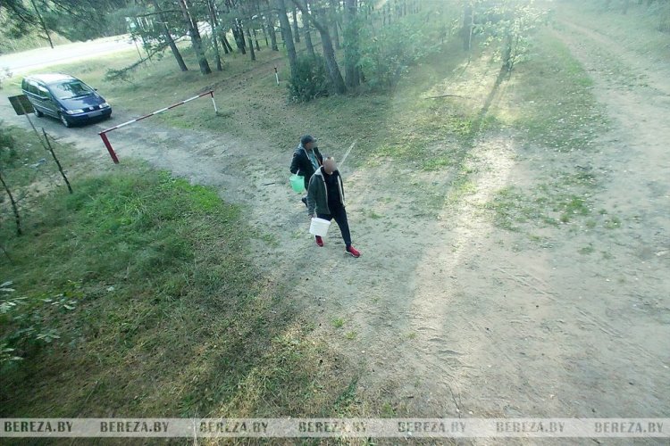 Попали в кадр: как в Ивацевичском лесхозе фотоловушки помогают бороться с нарушителями