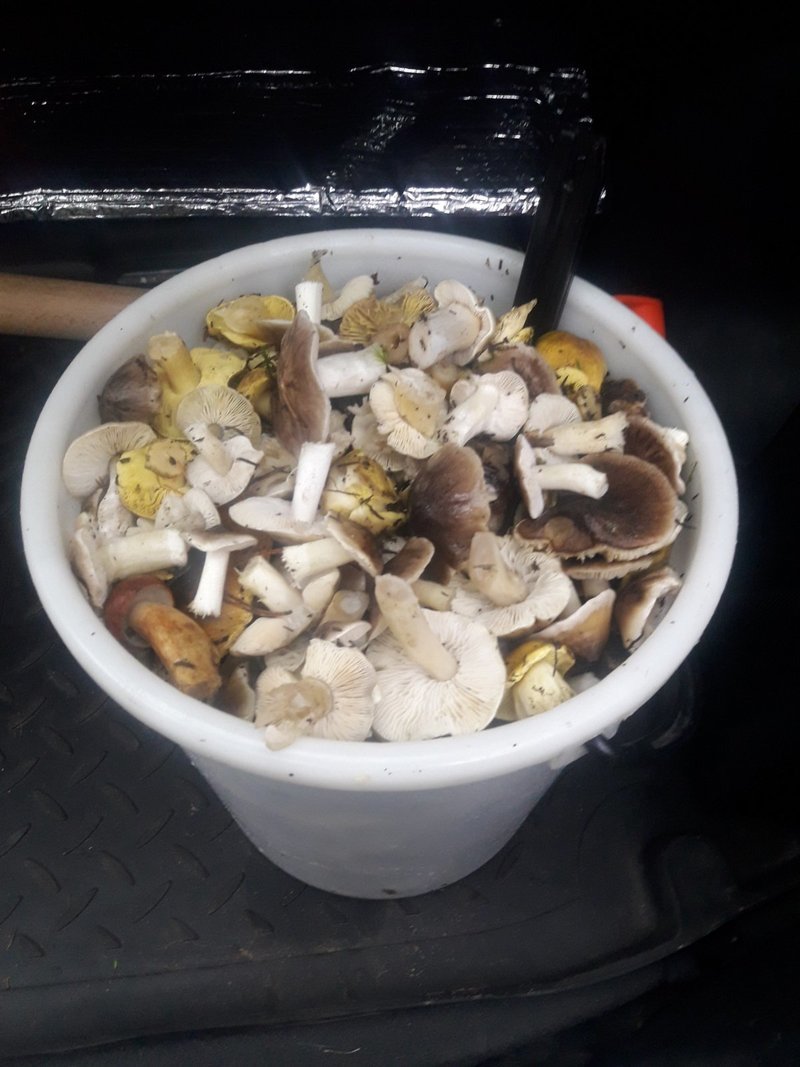 В Беларуси потеплело и в лесах обильно пошли грибы. Любители тихой охоты делятся фото полных зимних корзинок