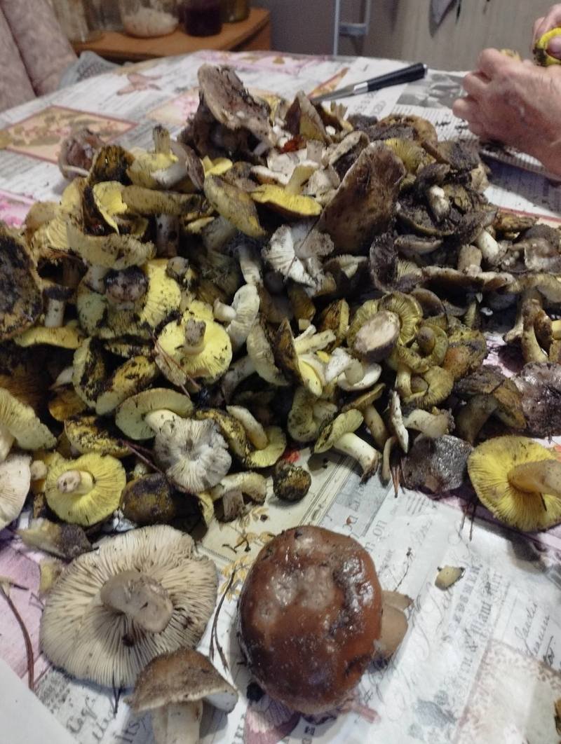 В Беларуси потеплело и в лесах обильно пошли грибы. Любители тихой охоты делятся фото полных зимних корзинок