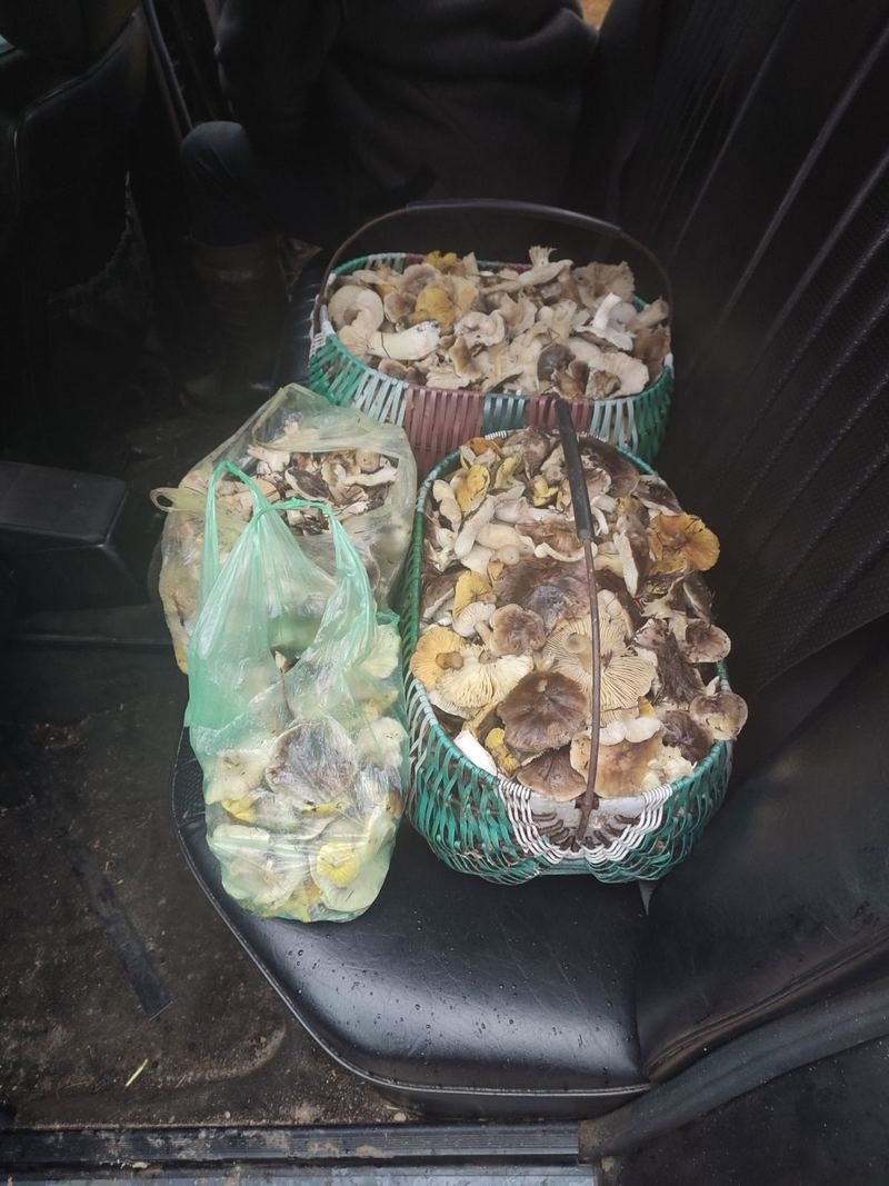 В Беларуси потеплело и в лесах обильно пошли грибы. Любители тихой охоты делятся фото полных зимних корзинок