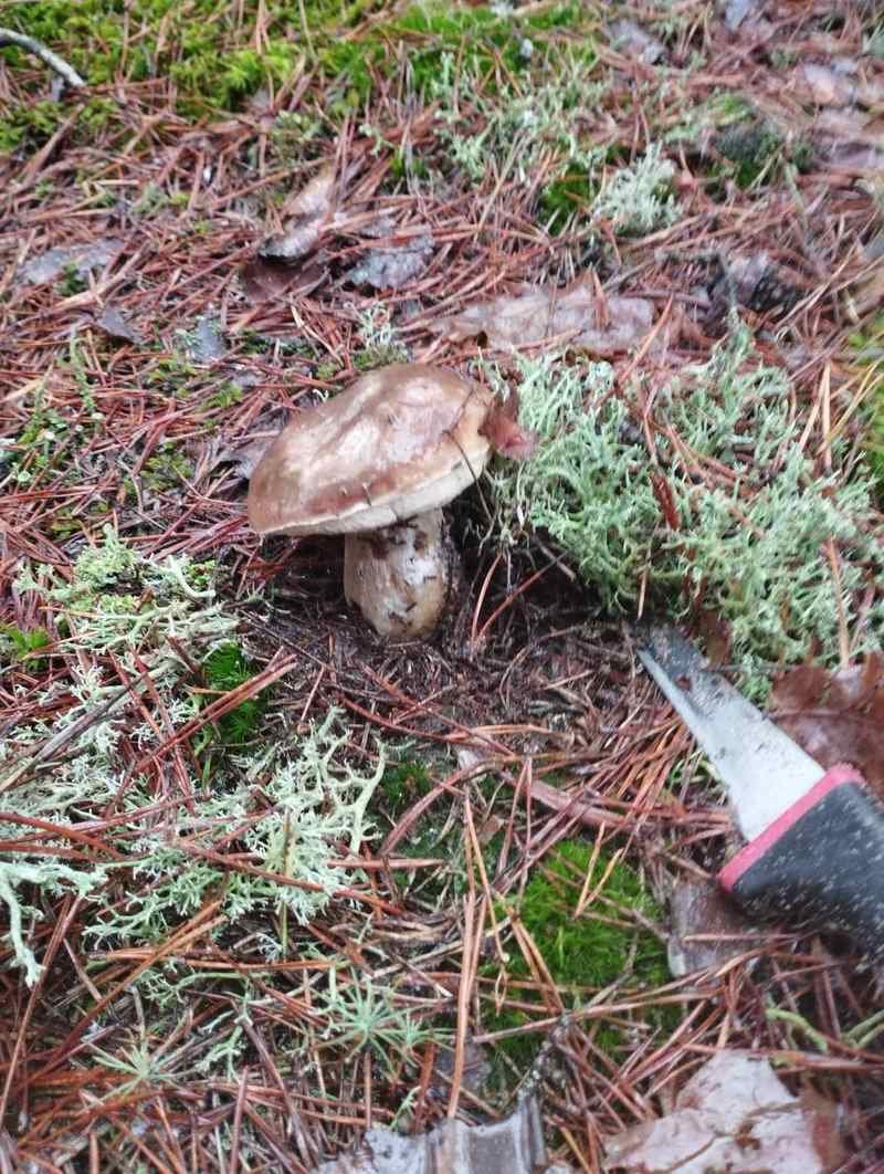 В Беларуси потеплело и в лесах обильно пошли грибы. Любители тихой охоты делятся фото полных зимних корзинок