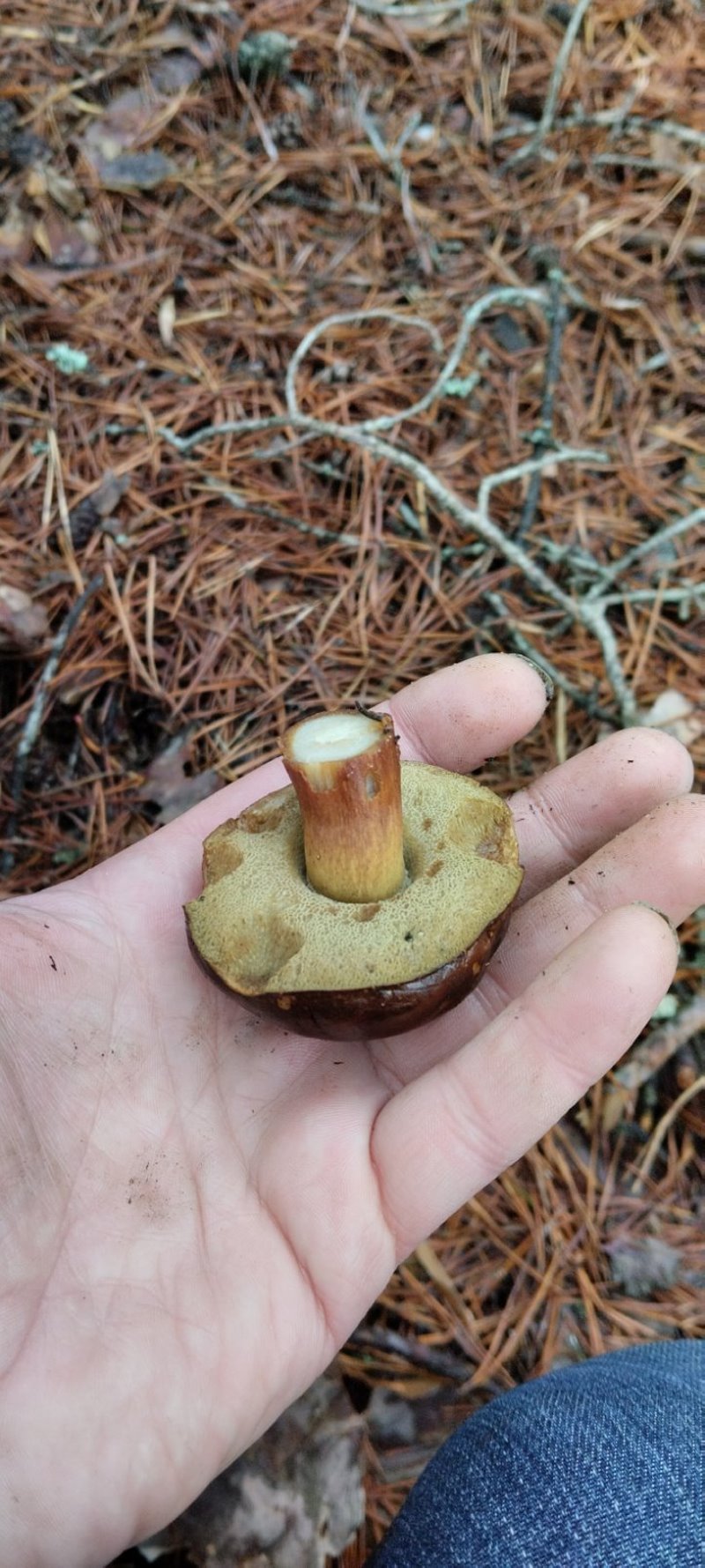 В Беларуси потеплело и в лесах обильно пошли грибы. Любители тихой охоты делятся фото полных зимних корзинок