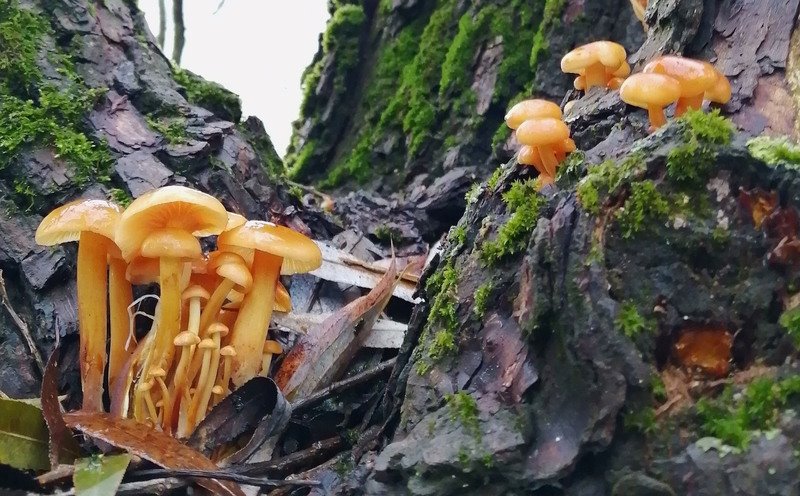 В Беларуси потеплело и в лесах обильно пошли грибы. Любители тихой охоты делятся фото полных зимних корзинок