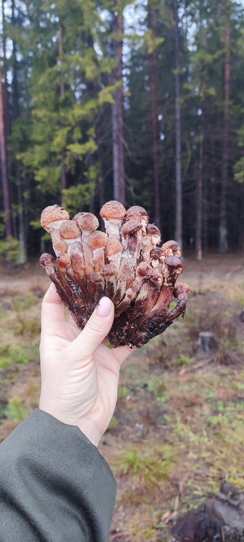 В Беларуси потеплело и в лесах обильно пошли грибы. Любители тихой охоты делятся фото полных зимних корзинок