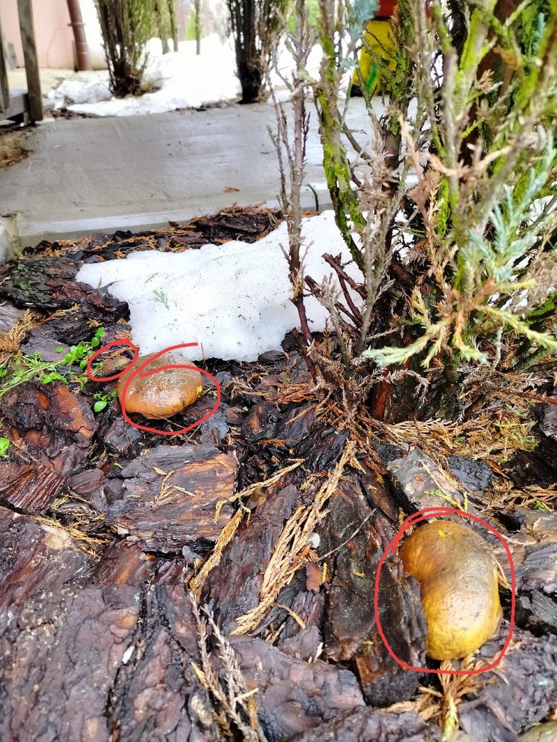 В Беларуси потеплело и в лесах обильно пошли грибы. Любители тихой охоты делятся фото полных зимних корзинок