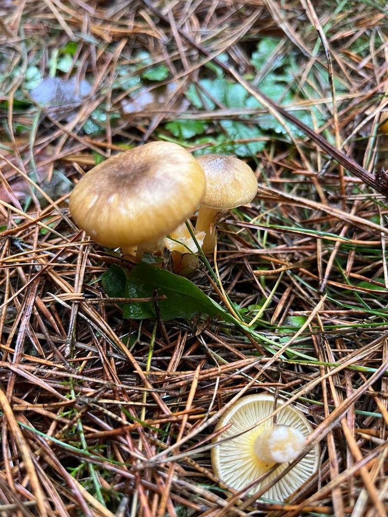 В Беларуси потеплело и в лесах обильно пошли грибы. Любители тихой охоты делятся фото полных зимних корзинок