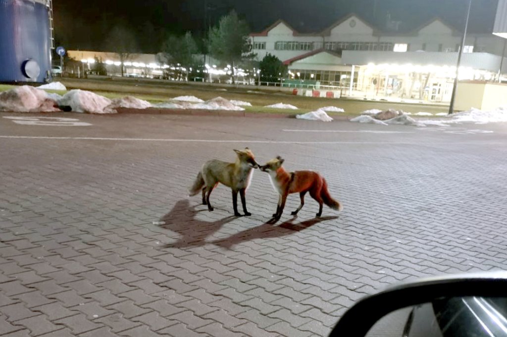 На польской границе водитель Audi пытался вклиниться в очередь и усадил человека на капот