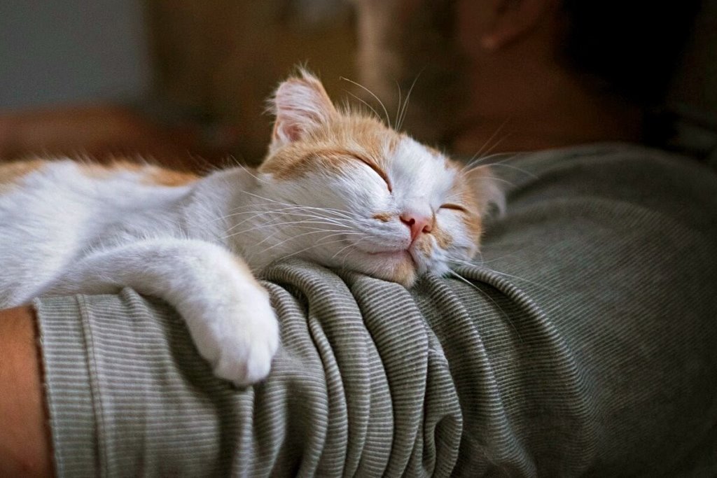 Домашние питомцы и астрология. Раскрываем карты