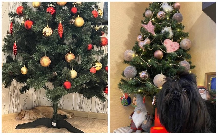 У белорусов до сих пор стоит новогодняя елка