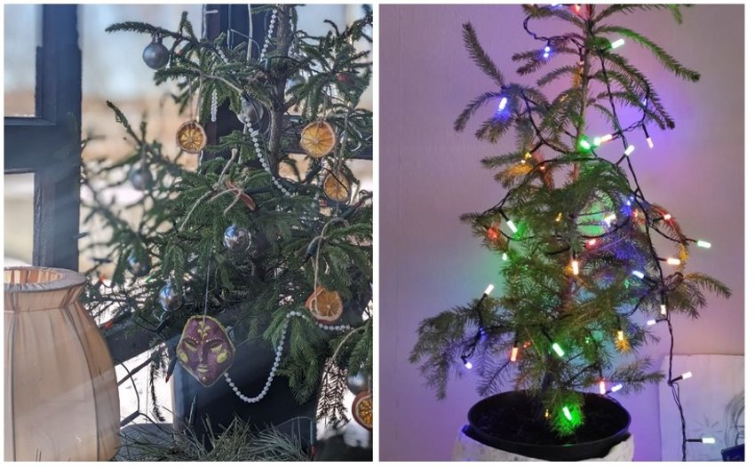 У белорусов до сих пор стоит новогодняя елка