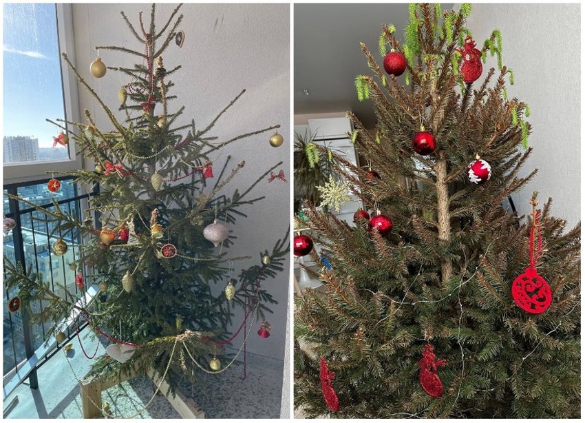 У белорусов до сих пор стоит новогодняя елка