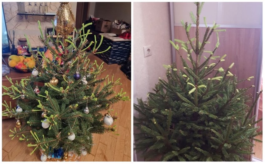 У белорусов до сих пор стоит новогодняя елка