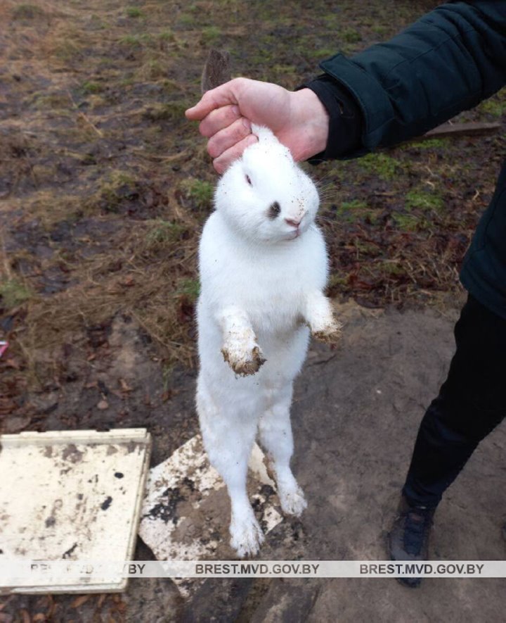 В Кобринском районе мужчина похитил у соседа кроликов для размножения и хотел вернуть их обратно, но не успел