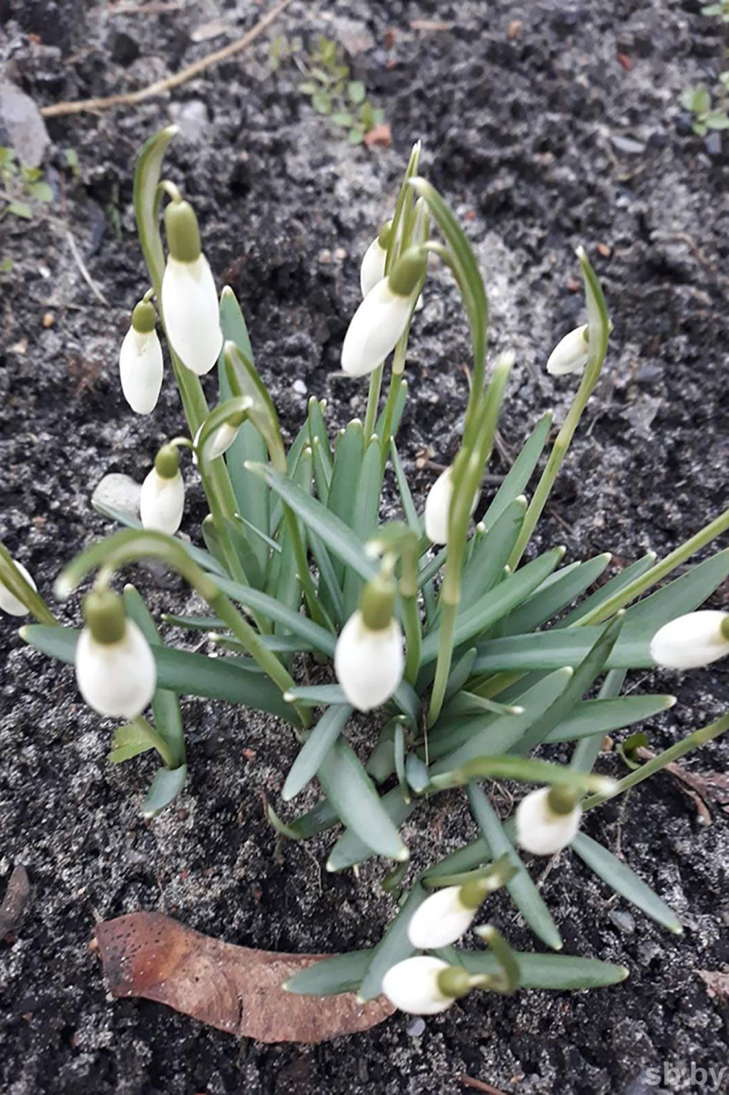 В первый весенний день в Бресте зацвели подснежники