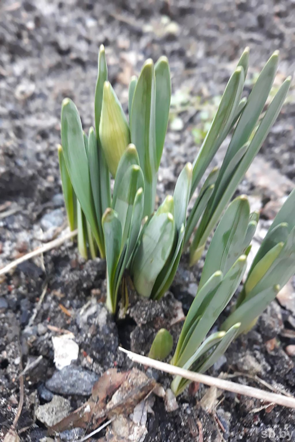В первый весенний день в Бресте зацвели подснежники