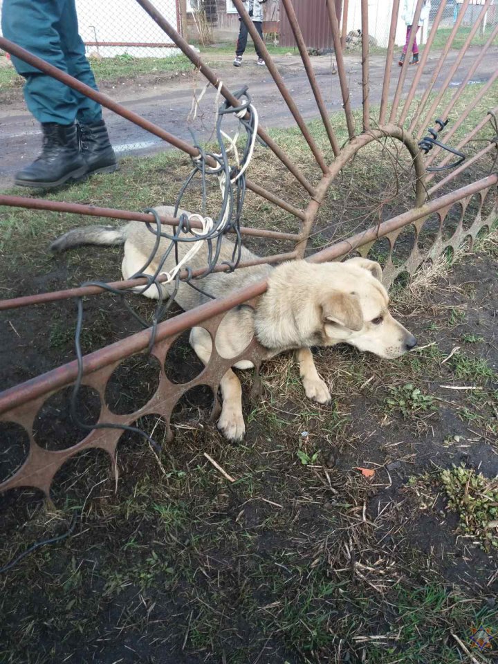 Спасатели помогли застрявшей в заборе собаке