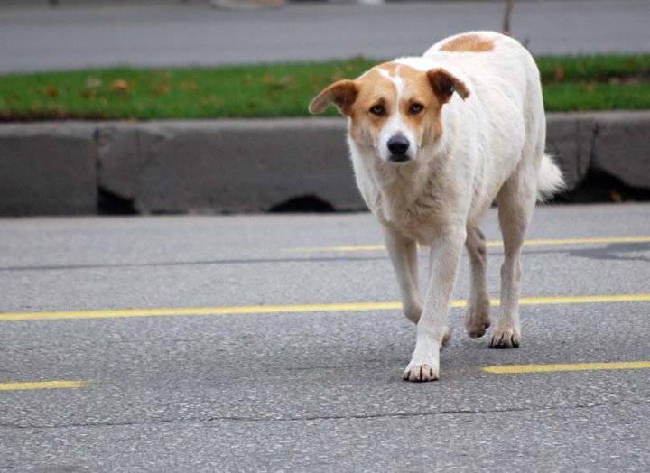 Кто ответит, если собаку сбила машина?