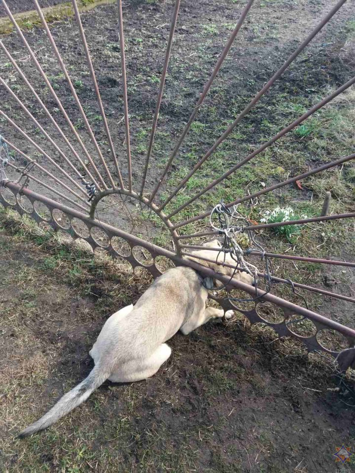 Спасатели помогли застрявшей в заборе собаке