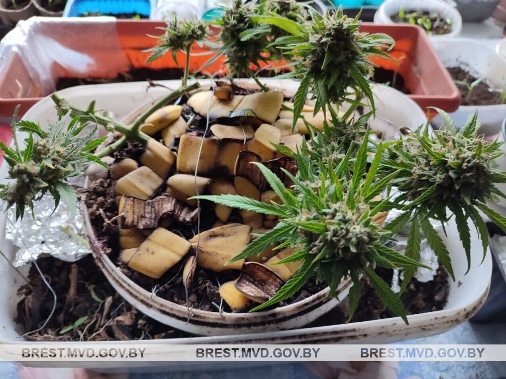 Необычную лабораторию нашли у 39-летнего жителя Ивановского района