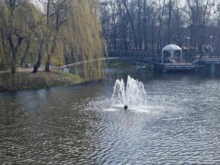 В пруду парка Бреста замечен мор рыбы. Что случилось?