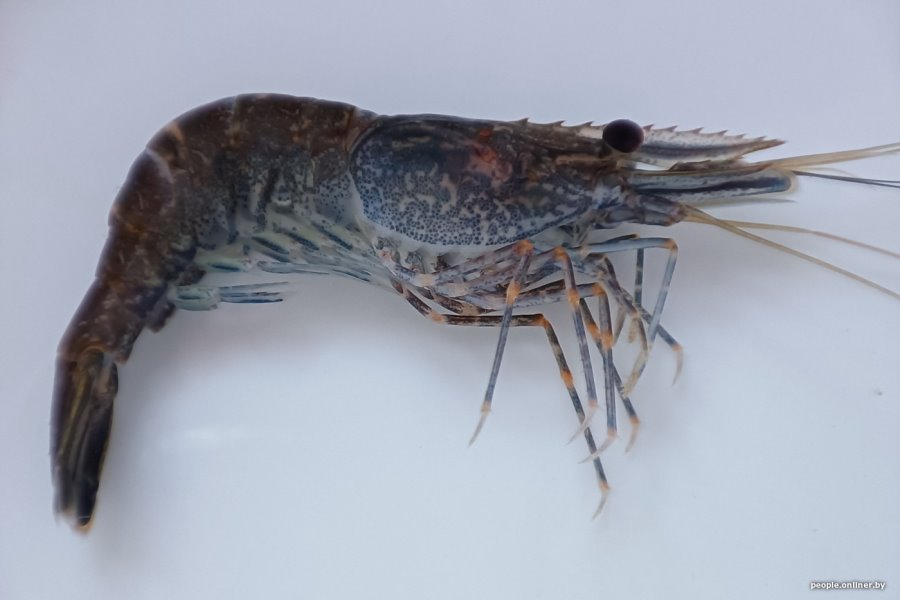 Тигр, гремучая змея, скорпион… Какие еще твари могут прижиться в Беларуси?