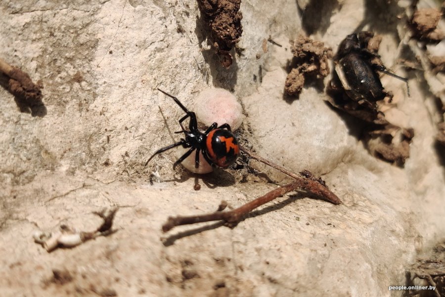 Тигр, гремучая змея, скорпион… Какие еще твари могут прижиться в Беларуси?