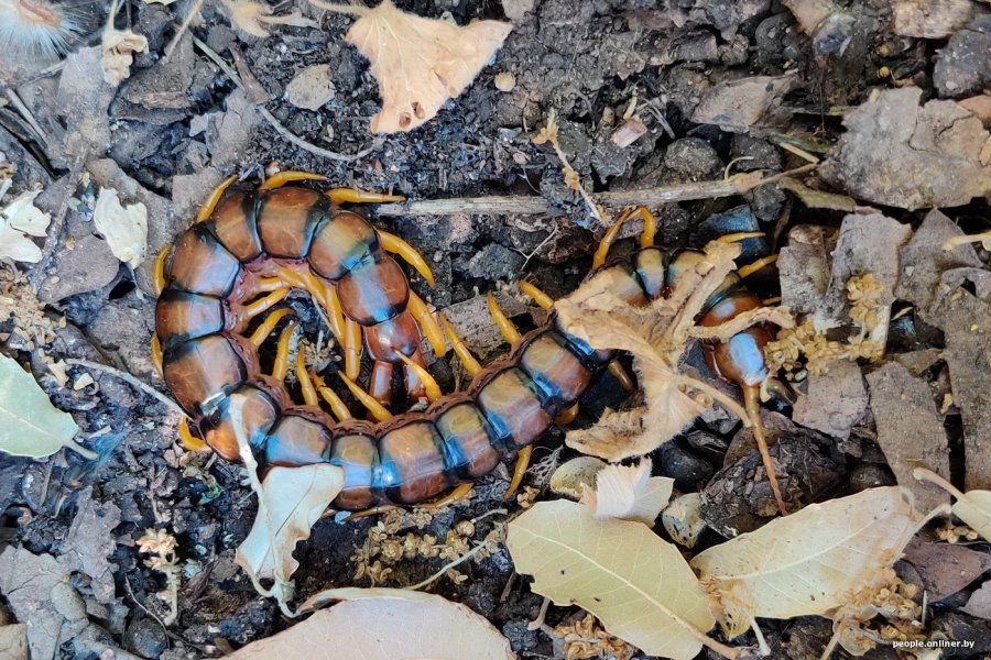 Тигр, гремучая змея, скорпион… Какие еще твари могут прижиться в Беларуси?