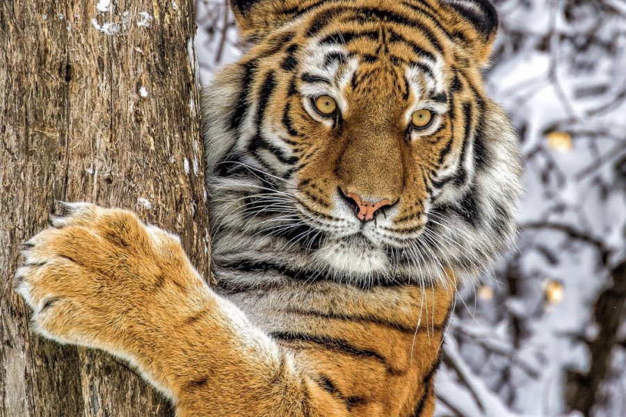 Тигр, гремучая змея, скорпион… Какие еще твари могут прижиться в Беларуси?