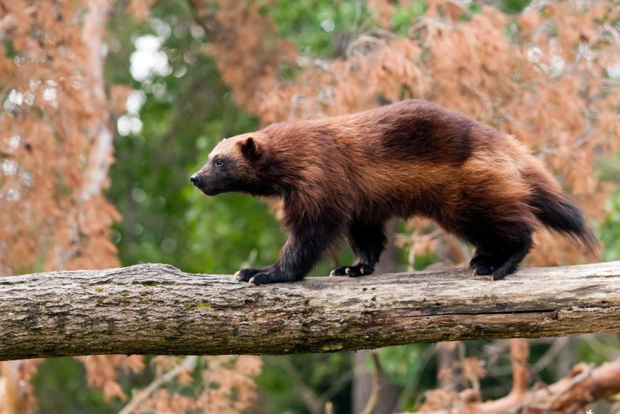 Тигр, гремучая змея, скорпион… Какие еще твари могут прижиться в Беларуси?