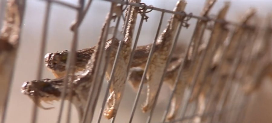 Тигр, гремучая змея, скорпион… Какие еще твари могут прижиться в Беларуси?