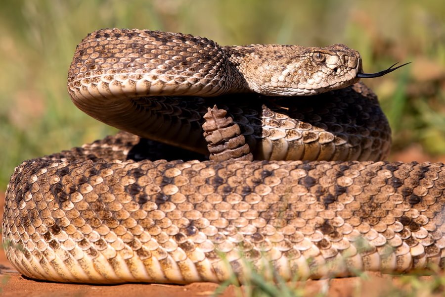 Тигр, гремучая змея, скорпион… Какие еще твари могут прижиться в Беларуси?