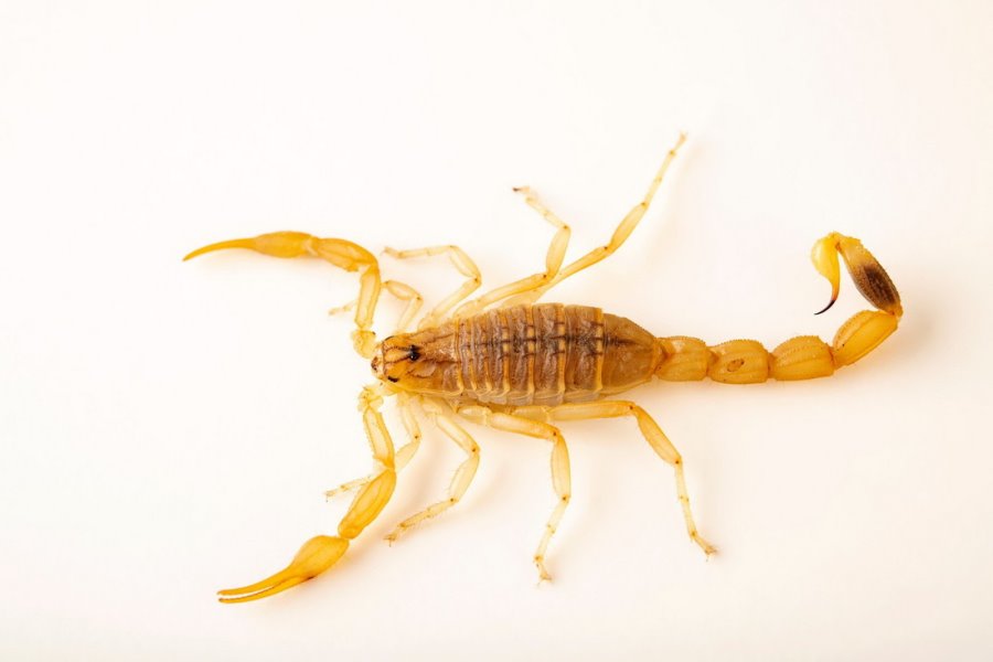 Тигр, гремучая змея, скорпион… Какие еще твари могут прижиться в Беларуси?