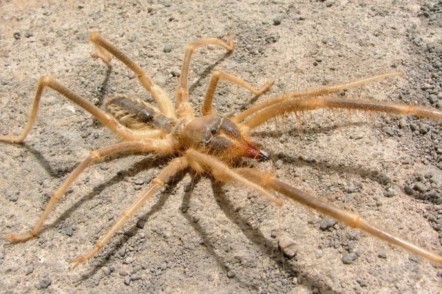 Тигр, гремучая змея, скорпион… Какие еще твари могут прижиться в Беларуси?