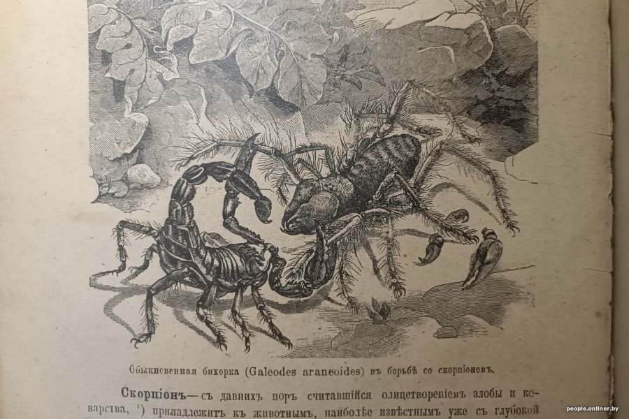 Тигр, гремучая змея, скорпион… Какие еще твари могут прижиться в Беларуси?