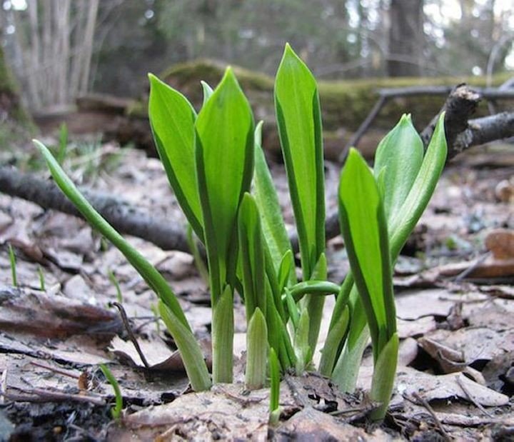 За сбор черемши грозит приличный штраф. Что важно знать