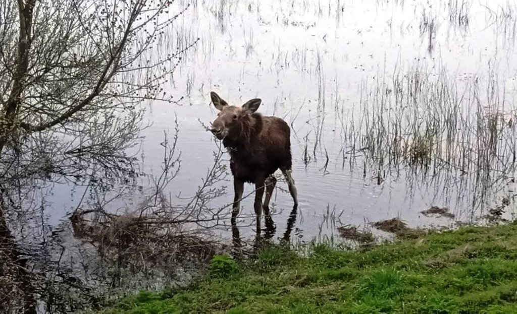 Молодой лось забрел в пригород Пинска и ищет дорогу домой